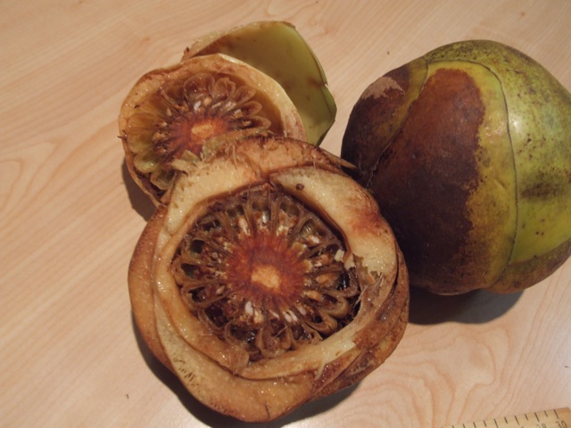 معرفی و راهنمای پرورش درختان میوه - سیب چوبی